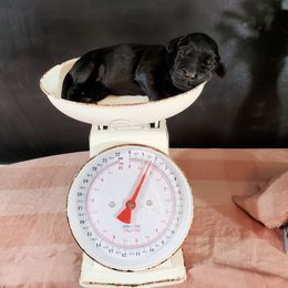 Dilute Retriever and Labradoodle Puppies from Von Bussler Labradoodles & Retrievers