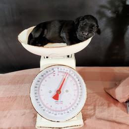 Dilute Retriever and Labradoodle Puppies from Von Bussler Labradoodles & Retrievers