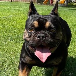 Reggie - French Bulldog