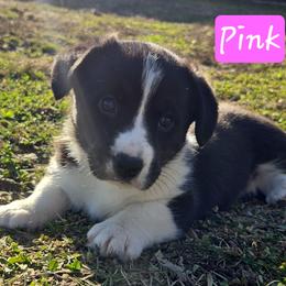 Pink - Black and white female Cardigan Welsh Corgi puppy in Lynchburg, Ohio from Old Iron Farm