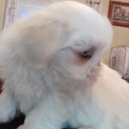 Ellie - Shih Tzu
