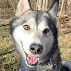 Native American Indian Dogs from Paw Wow Medicine Dogs