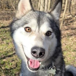 Native American Indian Dogs from Paw Wow Medicine Dogs
