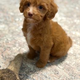 Boots - Red male Cavapoo puppy in Colcord, Oklahoma from Copper Lane Aussies, Doodles & Cavapoos