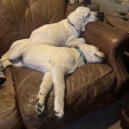 Labrador Retriever All Grown Up from Loving Puppy House