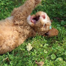 Australian Labradoodle Puppies from Serendipity Doodles