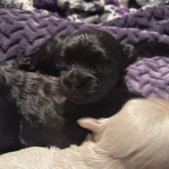 Blue collar - male Russian Tsvetnaya Bolonka puppy in Spokane, Washington from Amethyst Kennel
