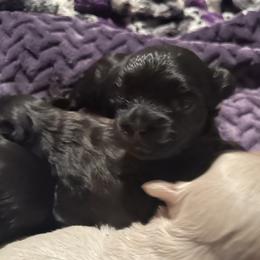 Blue collar - male Russian Tsvetnaya Bolonka puppy in Spokane, Washington from Amethyst Kennel