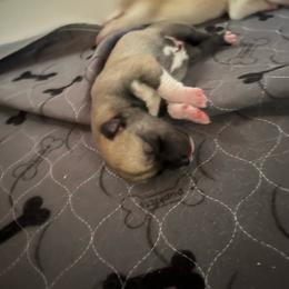 Skot - Agouti and white male Siberian Husky puppy in Bangs, Texas from Final Siberians