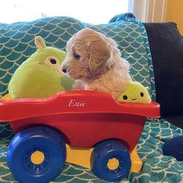 Goldendoodle Puppies from Scranton Goldendoodles