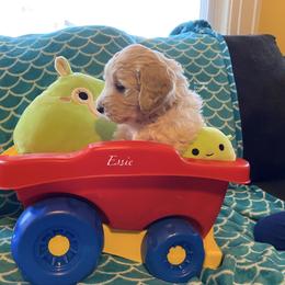 Goldendoodle Puppies from Scranton Goldendoodles