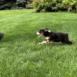 BTM4 - Black tri male Miniature Australian Shepherd puppy in Lexington, Nebraska from Osborne's Aussies