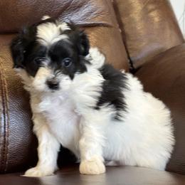 Clove Spice Girl (GREEN Girl) - Black female Goldendoodle puppy in Highland, Utah from Angel Pups Deluxe