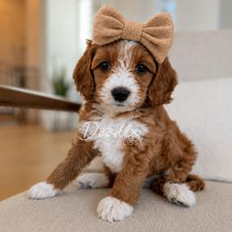 Goldie - Red  female Goldendoodle puppy in Gilbert, Arizona from Doodle Bliss
