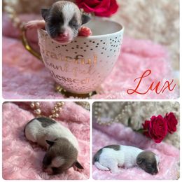 Girl 2 - Chocolate brindled fawn Chihuahua puppy in Stuart, Florida from Marquez Chihuahuas