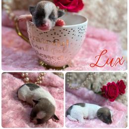 Girl 2 - Chocolate brindled fawn Chihuahua puppy in Stuart, Florida from Marquez Chihuahuas