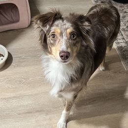 Miniature Australian Shepherd puppies from Finnigan Farms Aussies
