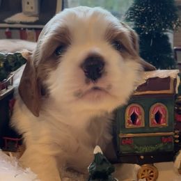 Cavapoos from Cavapoos of NorCal