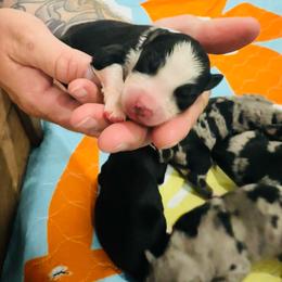 Black Tri 1 - Black tri-color female Australian Shepherd puppy in Mckenzie, Tennessee from Whispering Iris Aussies