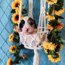 Lakota - White and blue merle female Bordoodle puppy in Elizabeth City, North Carolina from Howdy Doodles