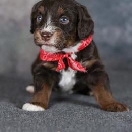 Tigger - Red tri-color male Aussiedoodle puppy in Casa, Arkansas from Blue Diamond Puppies