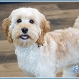 Cider - Red female Cockapoo puppy in Connersville, Indiana from Deaz Doodle Ranch