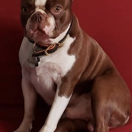 Boston Terriers from Renfroe’s Bostons