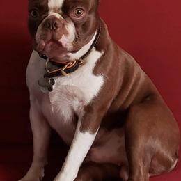 Boston Terriers from Renfroe’s Bostons