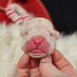 Victor - White male Boxer puppy in East Moline, Illinois from WildRiver Boxers
