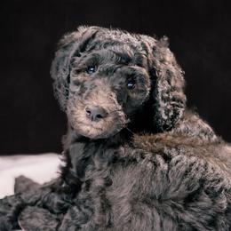 Alvin - Silver male Poodle puppy in Shoreline, Washington from Fluffy Poodles