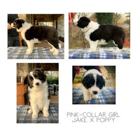 Border Collie Puppies from Beloved Border Collies