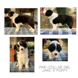 Border Collie Puppies from Beloved Border Collies