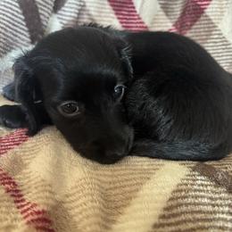 Zim - Black male Dachshund puppy in Argos, Indiana from TKO Doxies