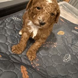 RED BOY - Red  male Poodle puppy in Wentworth, South Dakota from PaintersPreciousPoodles