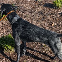German Shorthaired Pointers from Owl Ranch GSP