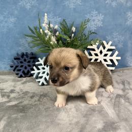 Eve - Sable and white female American Corgi puppy in Waskom, Texas from Piney Woods Corgis