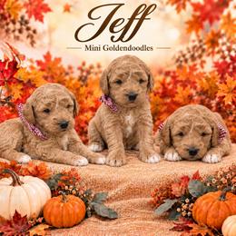 Jeff - Red  male Goldendoodle puppy in St Anthony, Idaho from Diamond H Puppies