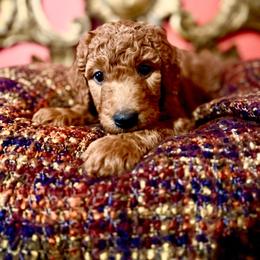 Snorkel - Apricot male Aussiedoodle puppy in Riverside, California from Just Loving Doodles