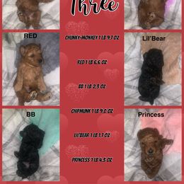 Poodle Puppies from Gabrielle’s AKC Toy Poodles