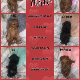 Poodle Puppies from Gabrielle’s AKC Toy Poodles