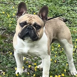 Jimmy - French Bulldog