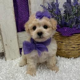 Tutu - Parti female Poodle puppy in West Plains, Missouri from Puppies-4U