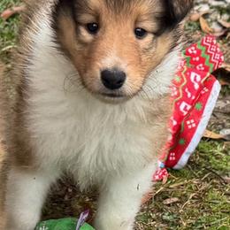 Dancer - Sable and white male Collie puppy in Carencro, Louisiana from Cajun Bayou's Collies LLC