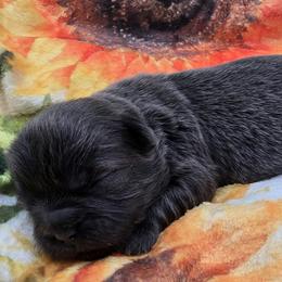 Blue Male - Blue male Shih Tzu puppy in Oakville, Washington from Garrard Creek Shih Tzus