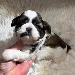 AKC - Honey Champion Bloodline - Tricolor female Shih Tzu puppy in Long Beach, California from Prieto Shih-Tzu's