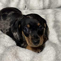 Dachshund All Grown Up from BlackPine Kennels