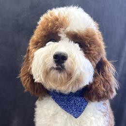 Finn - Goldendoodle