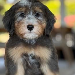 Simon - blue collar - Tri-color male Bernedoodle puppy in Yuciapa, California from AlltheDoodlez_