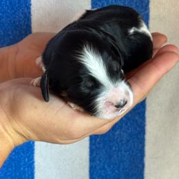 Boy 3 - Tri-color male Bernedoodle puppy in Longmont, Colorado from Colorado Miniature Bernedoodle Puppies