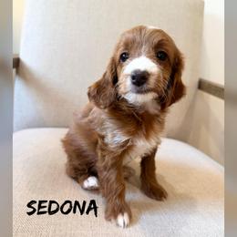 Sedona - Red  female Goldendoodle puppy in Glendale, Arizona from Follow Your Bliss Doodles